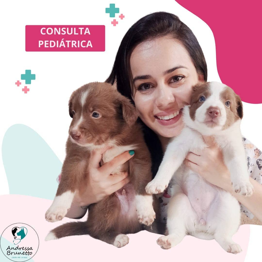 Consulta veterinaria em Balneário Camboriú, Camboriú e Itajai/SC